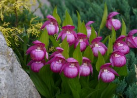 cypripedium macranthos7